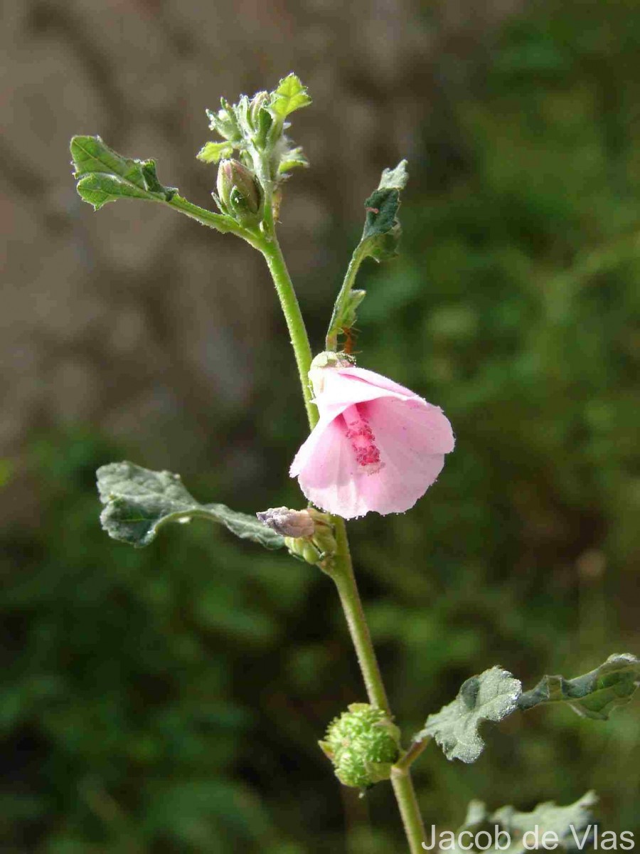 Urena lobata subsp. sinuata (L.) Borss.Waalk.